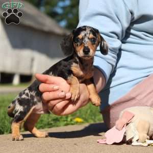 Barney, Dachshund Puppy